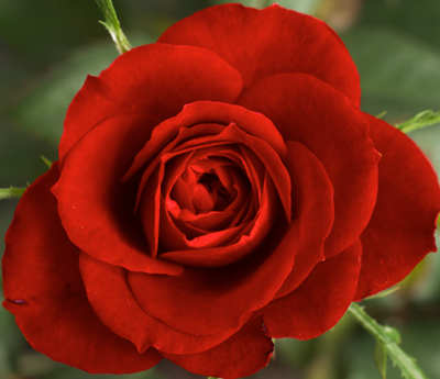 red red rose.png